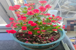 放阳台耐热耐晒植物有那些？什么花一年四季都开着呢？