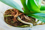 蝴蝶兰种植用泥炭土可以吗？泥炭土有什么优点和缺点呢？