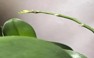 蝴蝶兰扦插生根失败的原因分析？蝴蝶兰的成功扦插方法有哪些呢？