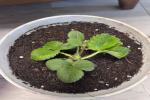 草莓怎么在家种植盆栽？在家种什么品种的草莓最合适？