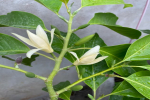 公认最香的植物有哪些呢？自带高级香的花卉品种有哪些？