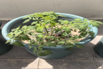 矮生番茄不到10厘米就开花正常吗？矮株番茄一般要掐掉几次花？