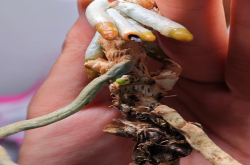 蝴蝶兰水晶头发黑怎么处理？蝴蝶兰水晶头为什么会萎缩呢？