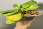 蝴蝶兰叶片变薄怎么回事？蝴蝶兰叶片变薄,怎么处理才能变厚？