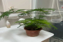室内养什么花最好最吉利？室内最旺三种花卉是什么？