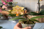 蝴蝶兰的虚假尺寸最佳解决方法？蝴蝶兰1.7寸是多大的苗？