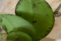 蝴蝶兰花瓣有小煤点怎么处理呢？蝴蝶兰花朵上有黑点是什么原因？