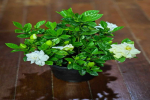 白醋对植物有什么好处？喜欢喝醋的植物有哪些呢？