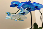 蓝色蝴蝶兰是染色的吗？蓝色蝴蝶兰代表什么意思呀？