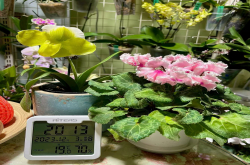 蝴蝶兰浇水的水温多少合适？蝴蝶兰浇水的水质要求有哪些？