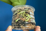 蝴蝶兰换盆尺寸是多少厘米？蝴蝶兰换土换盆怎么操作的？