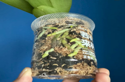 蝴蝶兰换盆尺寸是多少厘米？蝴蝶兰换土换盆怎么操作的？