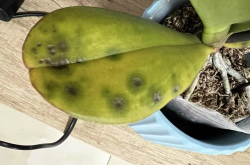 蝴蝶兰如何防治茎腐病的方法？蝴蝶兰得茎腐病怎么办呢？