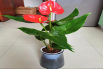 阳台上没有太阳光线好可以种植物吗？耐阴植物有哪些适合家养？