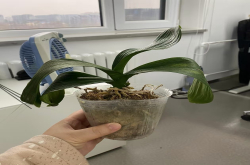 蝴蝶兰为什么不能换大盆养呢？夏天蝴蝶兰多久浇一次水好？