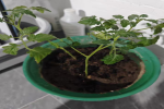 番茄开了花就掉了是怎么回事？番茄开的花总是掉怎么办？