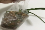 蝴蝶兰养护秘诀是什么呢？蝴蝶兰怎么养家庭养法和注意事情？