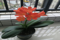喜欢喝酒的有哪几种花卉？哪些花可以浇啤酒的好处？