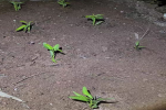 番茄种苗怎么发芽快一点呢？番茄种子怎么催芽育苗？