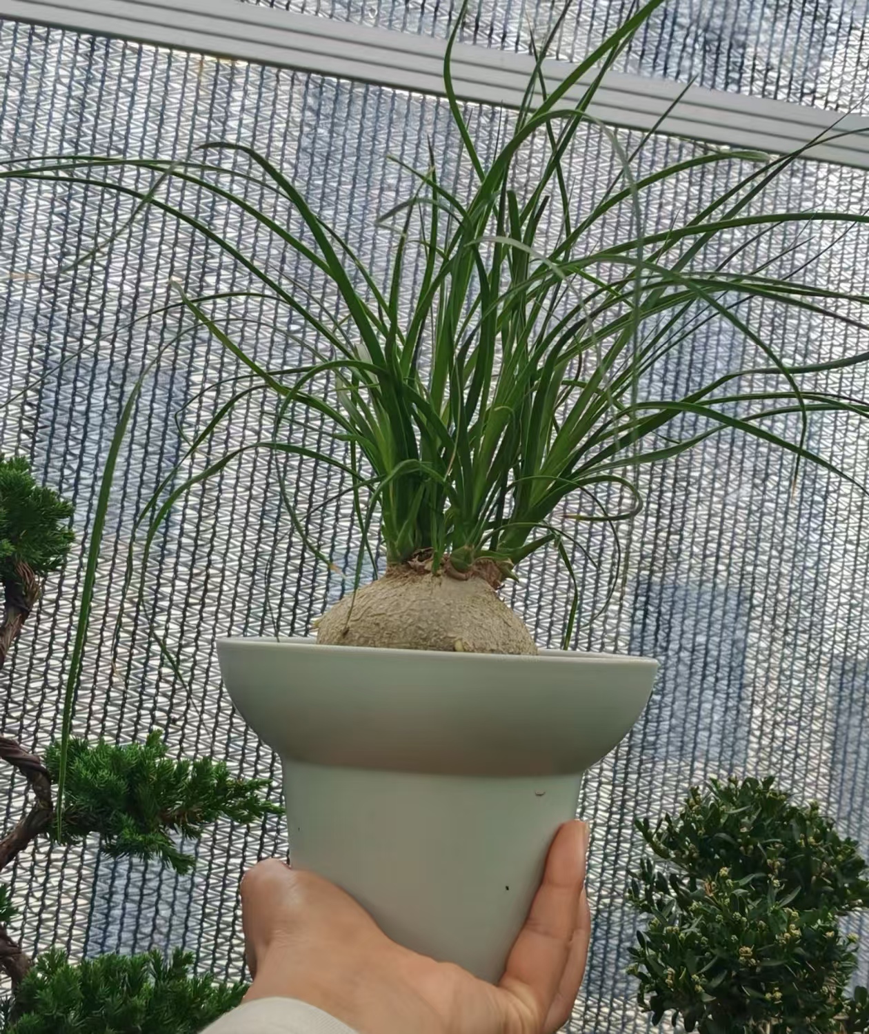 风水好的花草有哪些品种呢？外表不好看但很有用的植物有哪些？