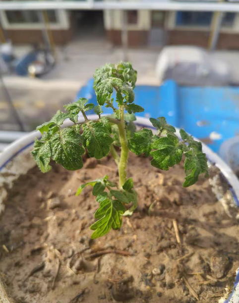 小番茄需要打侧枝吗？小番茄打侧枝的正确方法