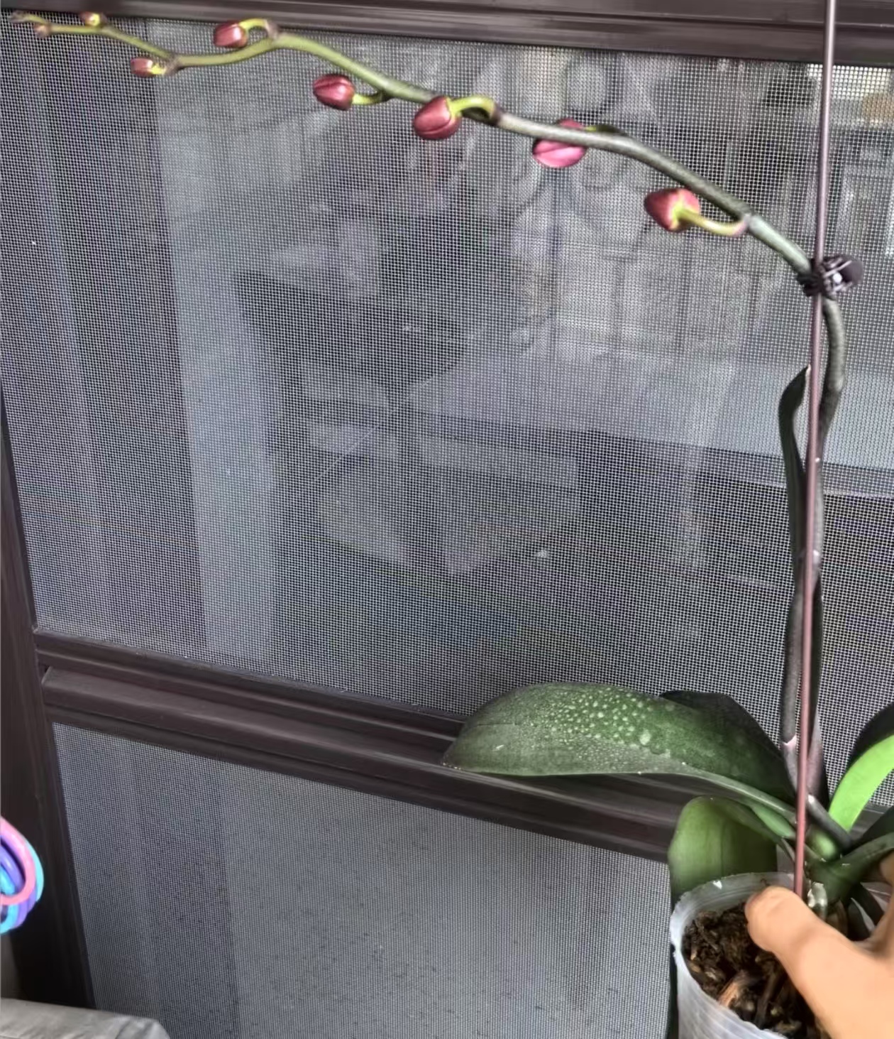 蝴蝶兰花苞的样子是怎样？蝴蝶兰花苞形成过程四个步骤？