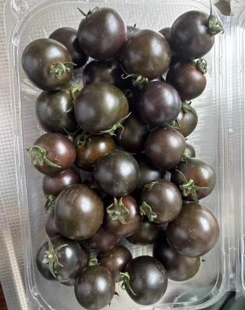 黑珍珠番茄是无限生长型吗？黑珍珠小番茄什么时候种最好