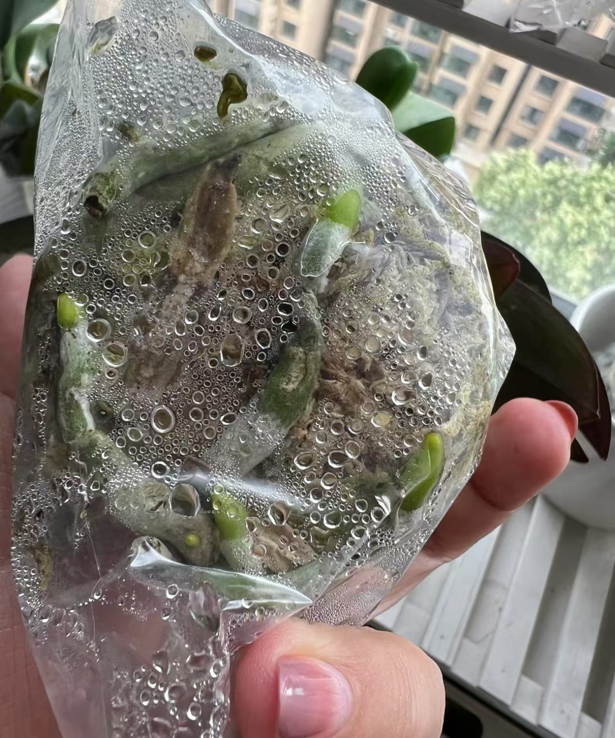 蝴蝶兰水苔太湿能脱盆晾干吗？蝴蝶兰水苔太湿怎么处理呢？