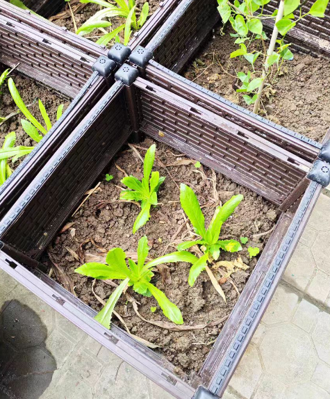 背阴的阳台可以种菜吗？背阴的地方种什么蔬菜好