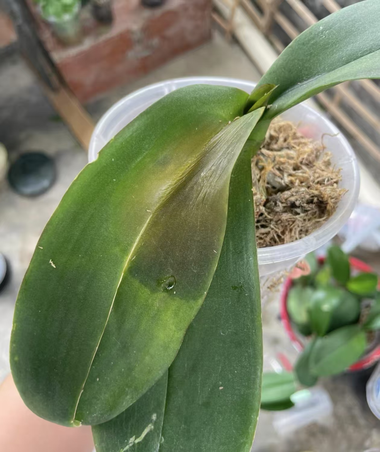 蝴蝶兰叶心积水怎么办呢？蝴蝶兰叶心积水原因分析？