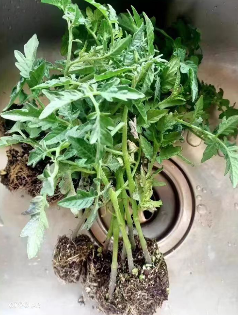 盆栽小番茄结果后怎么办？盆栽小番茄第二年还会结果吗？
