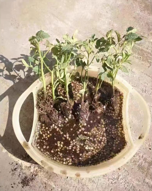 刚种小番茄苗怎么浇水？小番茄刚出苗怎么施肥？