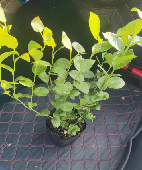 适合盆栽的蓝莓有哪些品种？家庭盆栽蓝莓什么品种好？