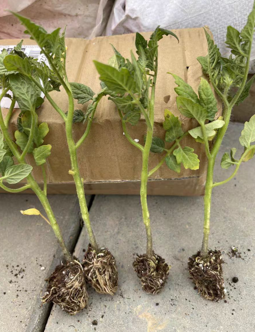 种植番茄打叉以后需要杀菌吗？番茄打的叉子能重新栽活吗?