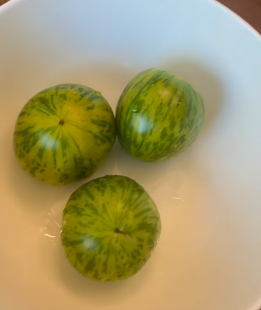 绿斑马番茄可以在室内种吗？绿斑马番茄室内种植需要什么条件呢？