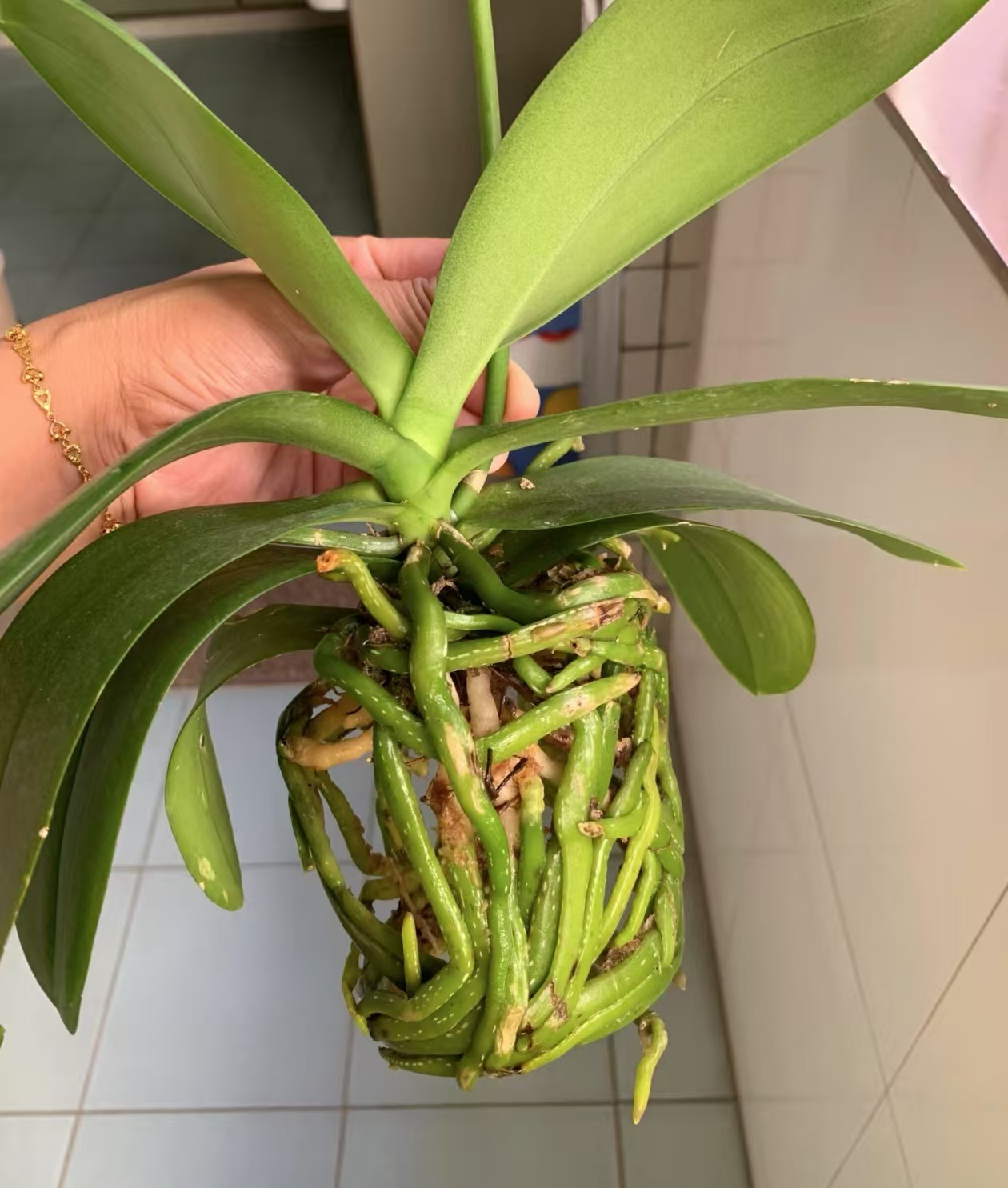 蝴蝶兰刚买回来多久能换盆？蝴蝶兰换盆最简单步骤？