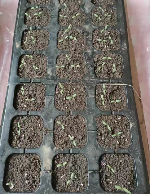 番茄需要修剪枝叶吗为什么？番茄要怎么修剪才是正确的呢？