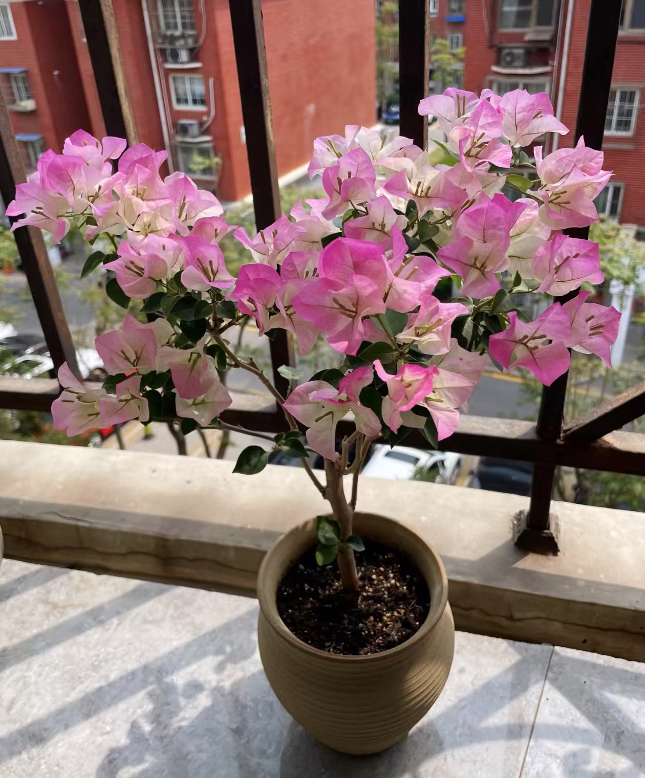 夏天气温高的时候不能浇水的植物？浇水多容易烂根的植物有哪些？