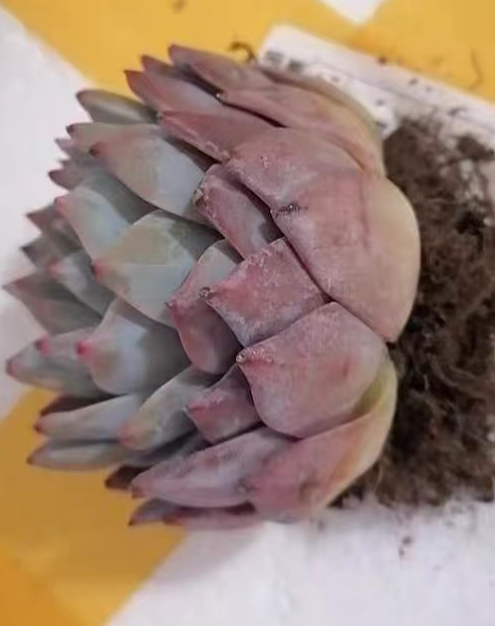 芙蓉雪莲多肉需要经常浇水吗？芙蓉雪莲多肉要怎么浇水才好？