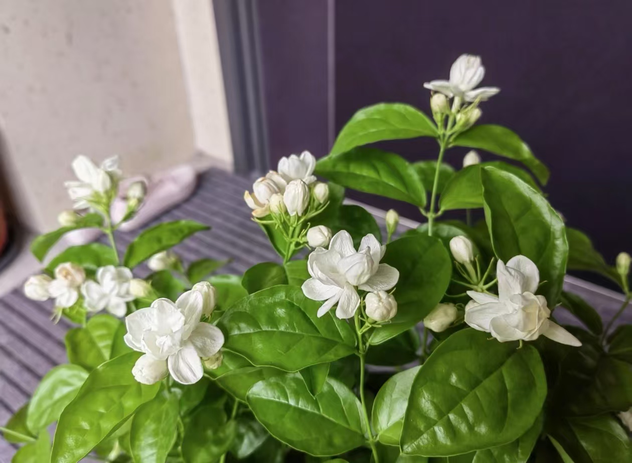 喜欢阳光的花卉有哪些？养花怎么养才能更旺盛呢？