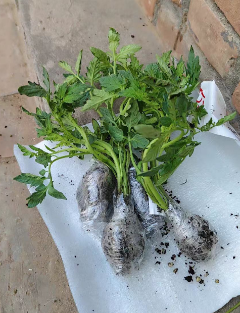 番茄移栽什么时候灌根合适？番茄移栽后用什么灌根最好呢？