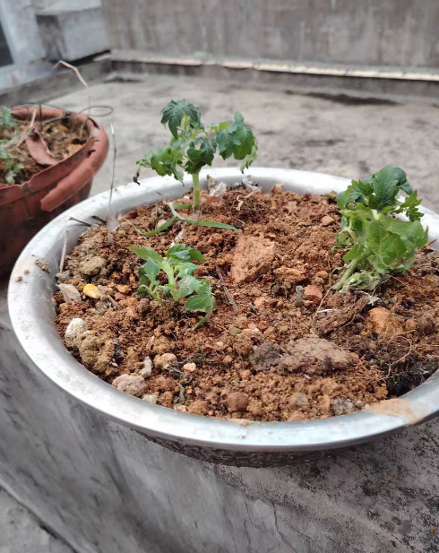种番茄需要多深的土合适？番茄苗要深栽还是浅埋好呢？