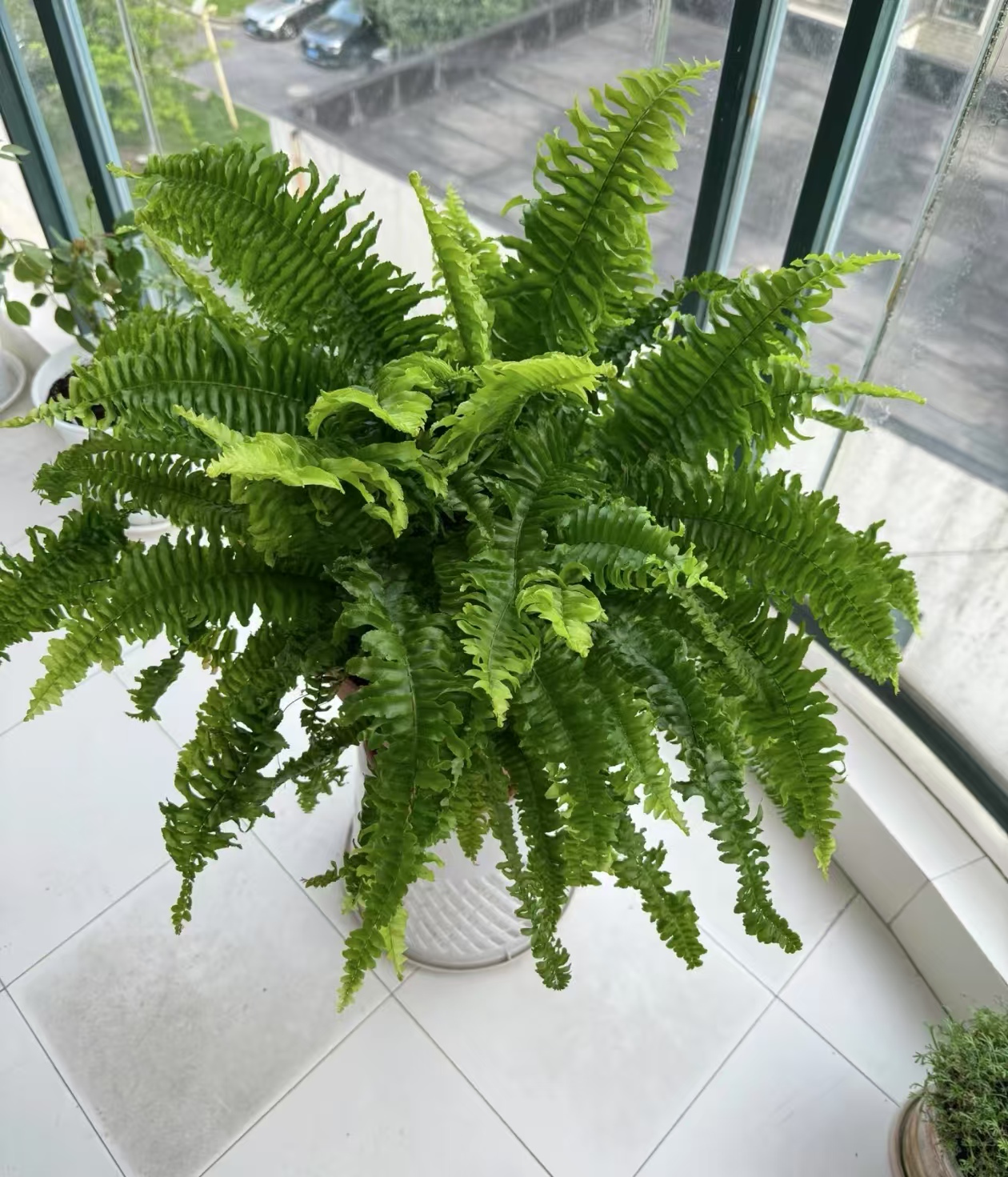 卫生间能养的植物有哪些呢？不用见阳光的室内植物有哪些？