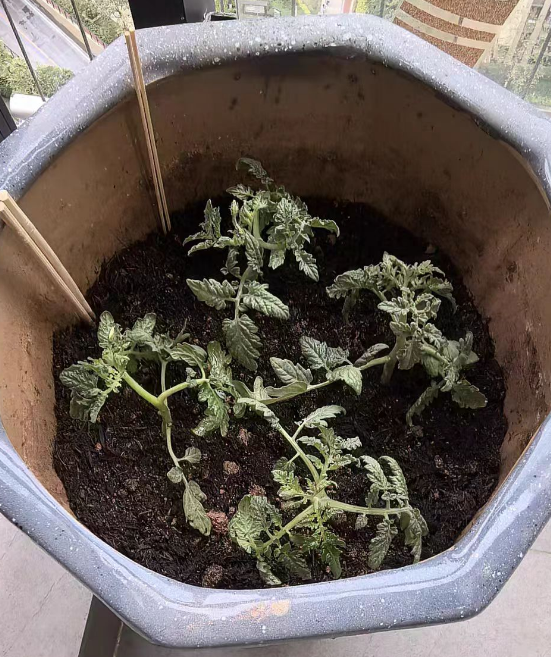 家里种番茄要用杀菌剂吗？番茄用哪种杀菌剂最好用呢？