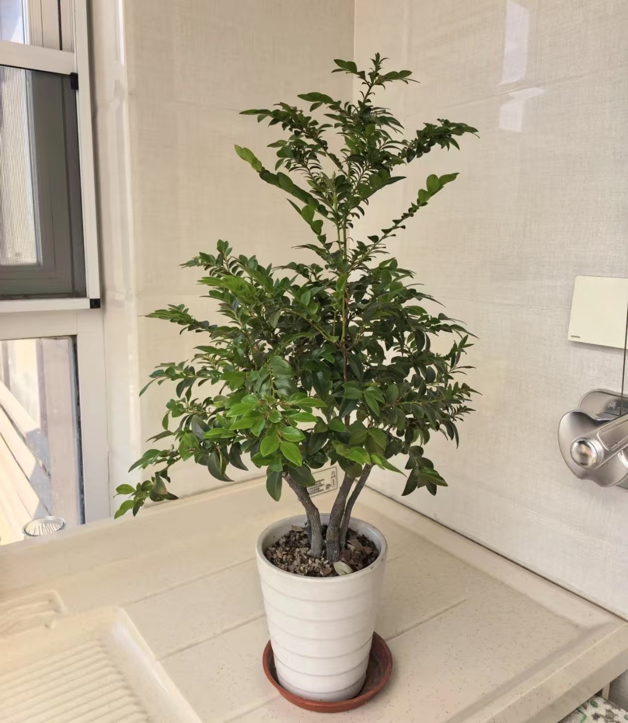 哪些植物不能随便送人呢？带来好运的植物有哪些呢？