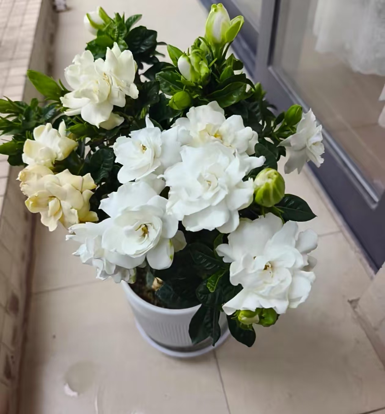 什么花卉6-7月要肥料施肥？夏季如何控水催花施肥呢？