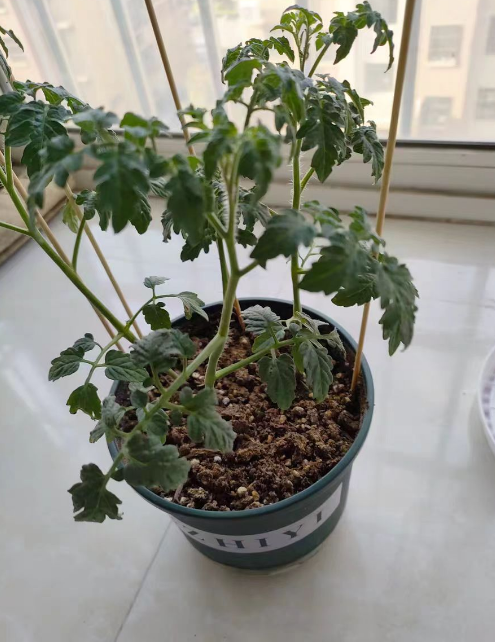 番茄枝干上有一颗一颗凸起是什么?番茄枝干上长了很多像刺一样的东西怎么回事?