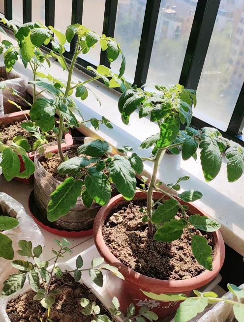 番茄苗长红蜘蛛怎么办？番茄苗上的红蜘蛛怎么治？