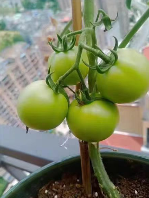 番茄果实上有褐色斑块是什么？番茄果实上有褐色斑块怎么回事？