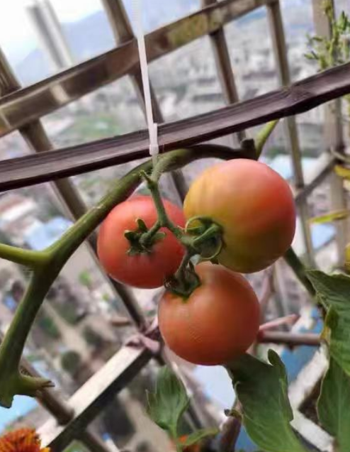 番茄盘栽没长完果就枯萎了还能活吗？番茄盘栽没长完果就枯萎了怎么办？